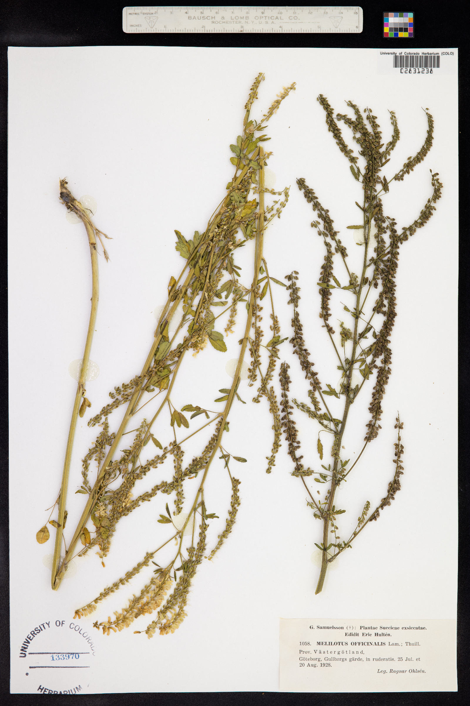 Melilotus officinalis image