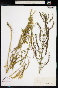 Melilotus officinalis image