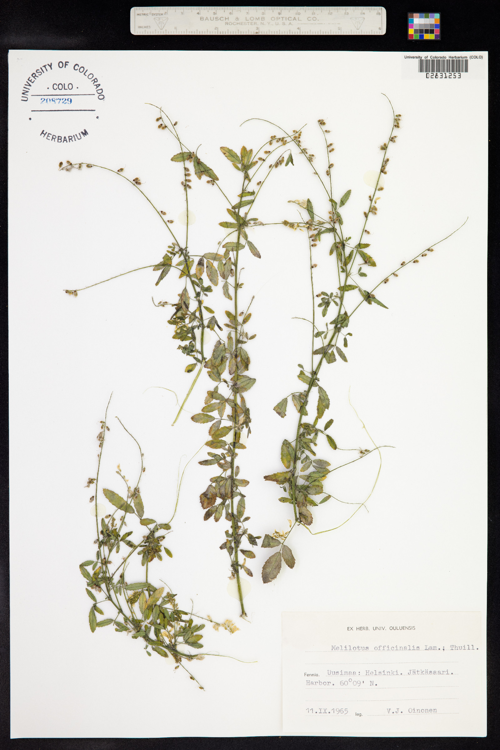 Melilotus officinalis image