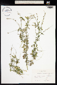 Melilotus officinalis image