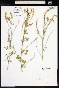 Melilotus officinalis image