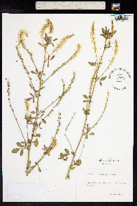 Melilotus officinalis image