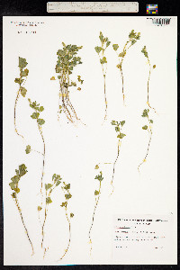 Melilotus indicus image