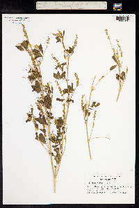 Melilotus indica image