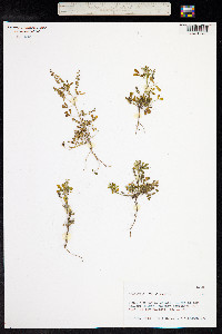 Melilotus indica image