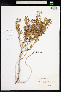 Melilotus indica image