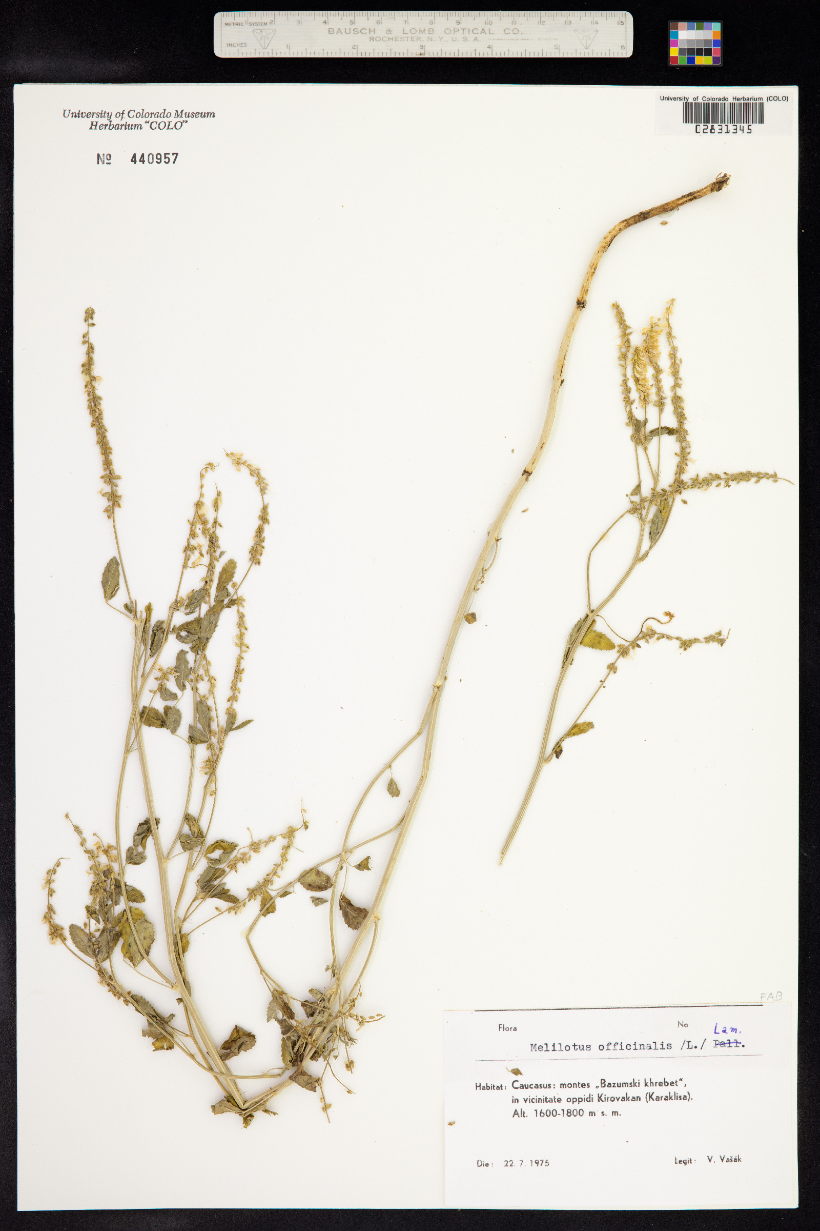 Melilotus officinalis image