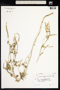 Melilotus officinalis image