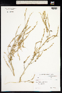 Melilotus officinalis image