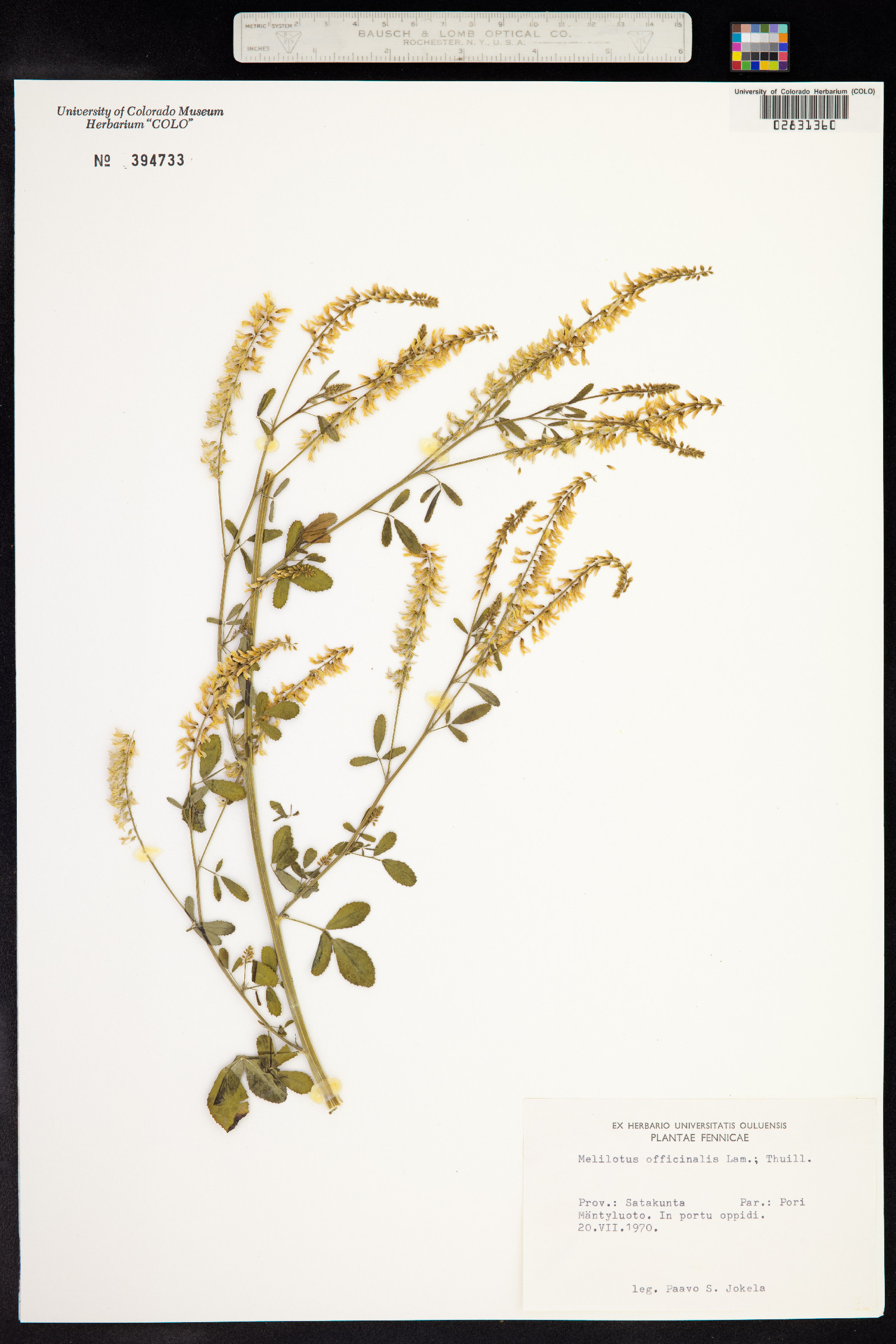 Melilotus officinalis image