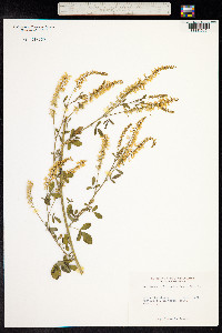 Melilotus officinalis image