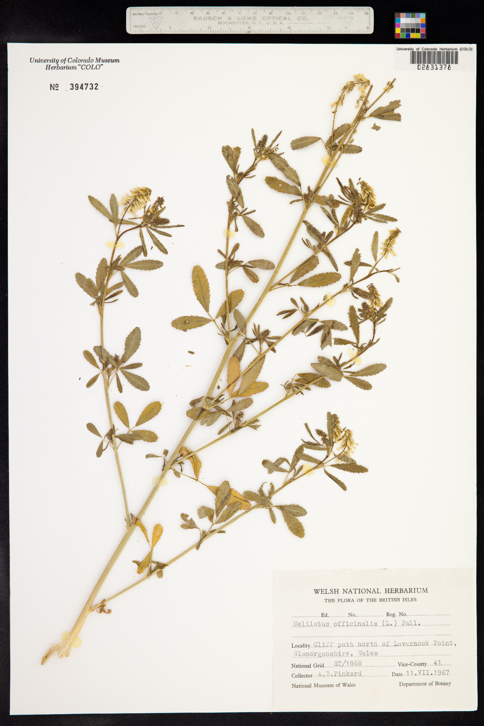 Melilotus officinalis image