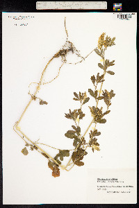 Melilotus officinalis image