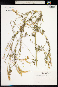 Melilotus officinalis image