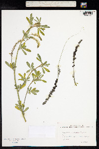 Melilotus officinalis image