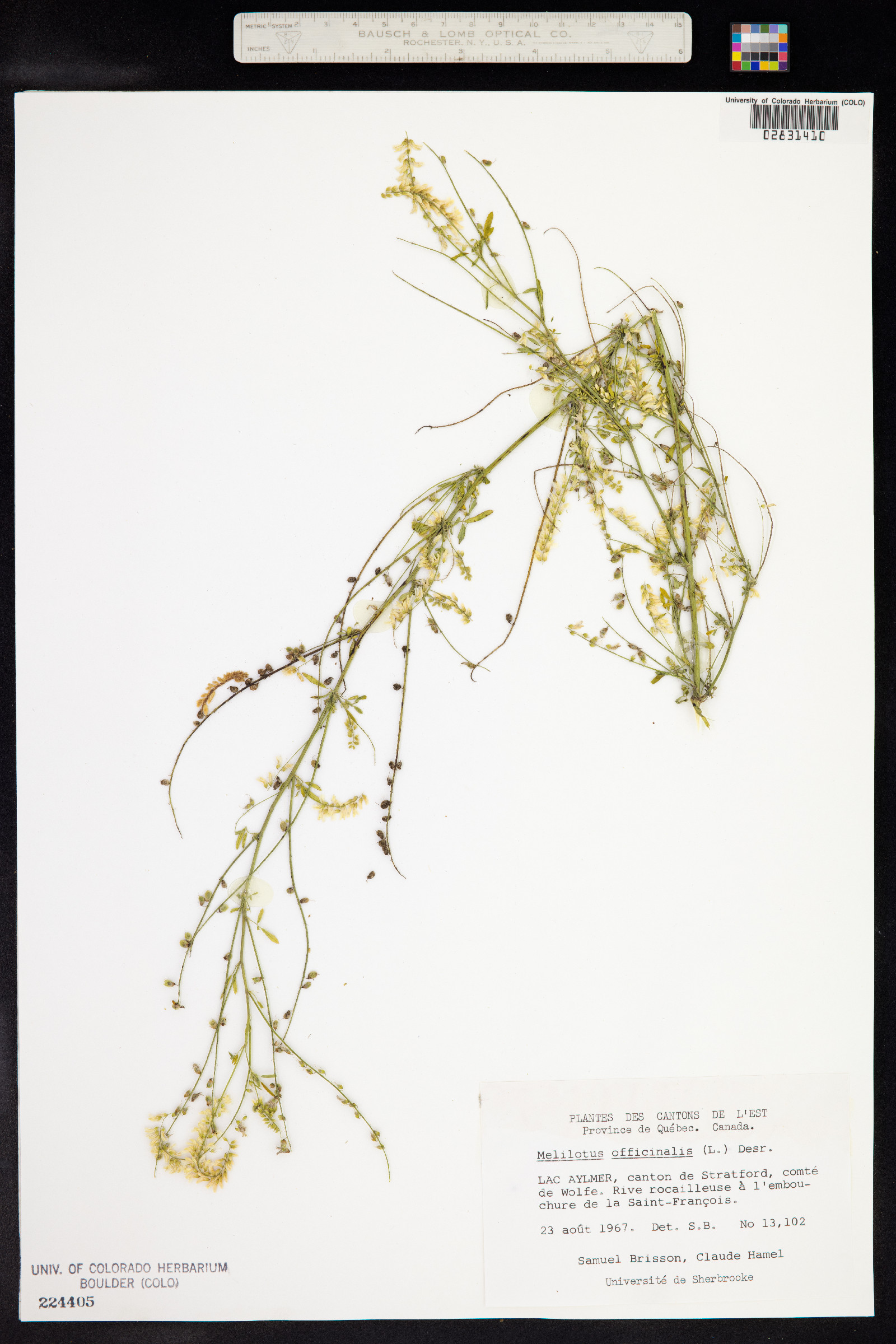 Melilotus officinalis image