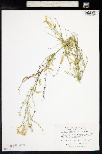 Melilotus officinalis image