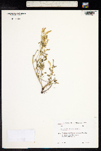 Melilotus officinalis image