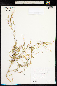 Melilotus officinalis image