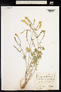 Melilotus officinalis image