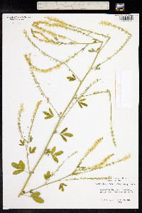 Melilotus officinalis image