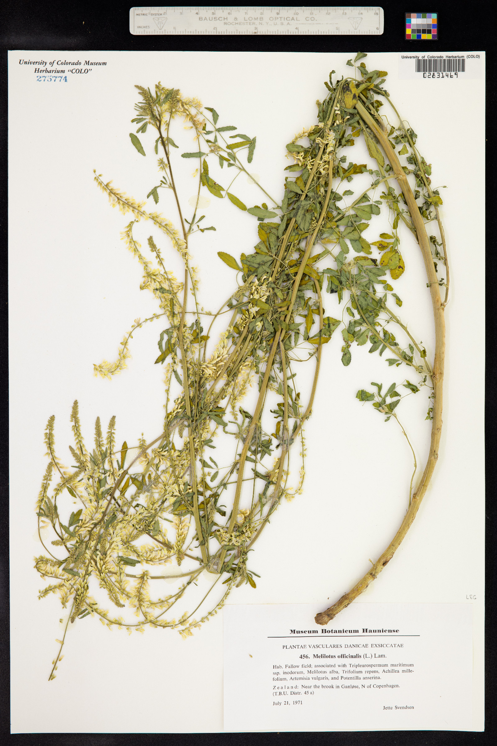 Melilotus officinalis image