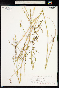 Melilotus officinalis image