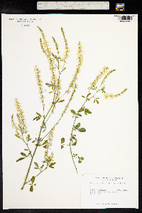 Melilotus officinalis image