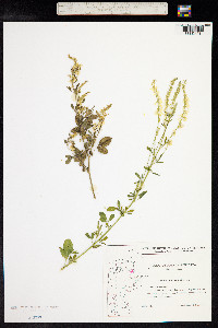 Melilotus officinalis image