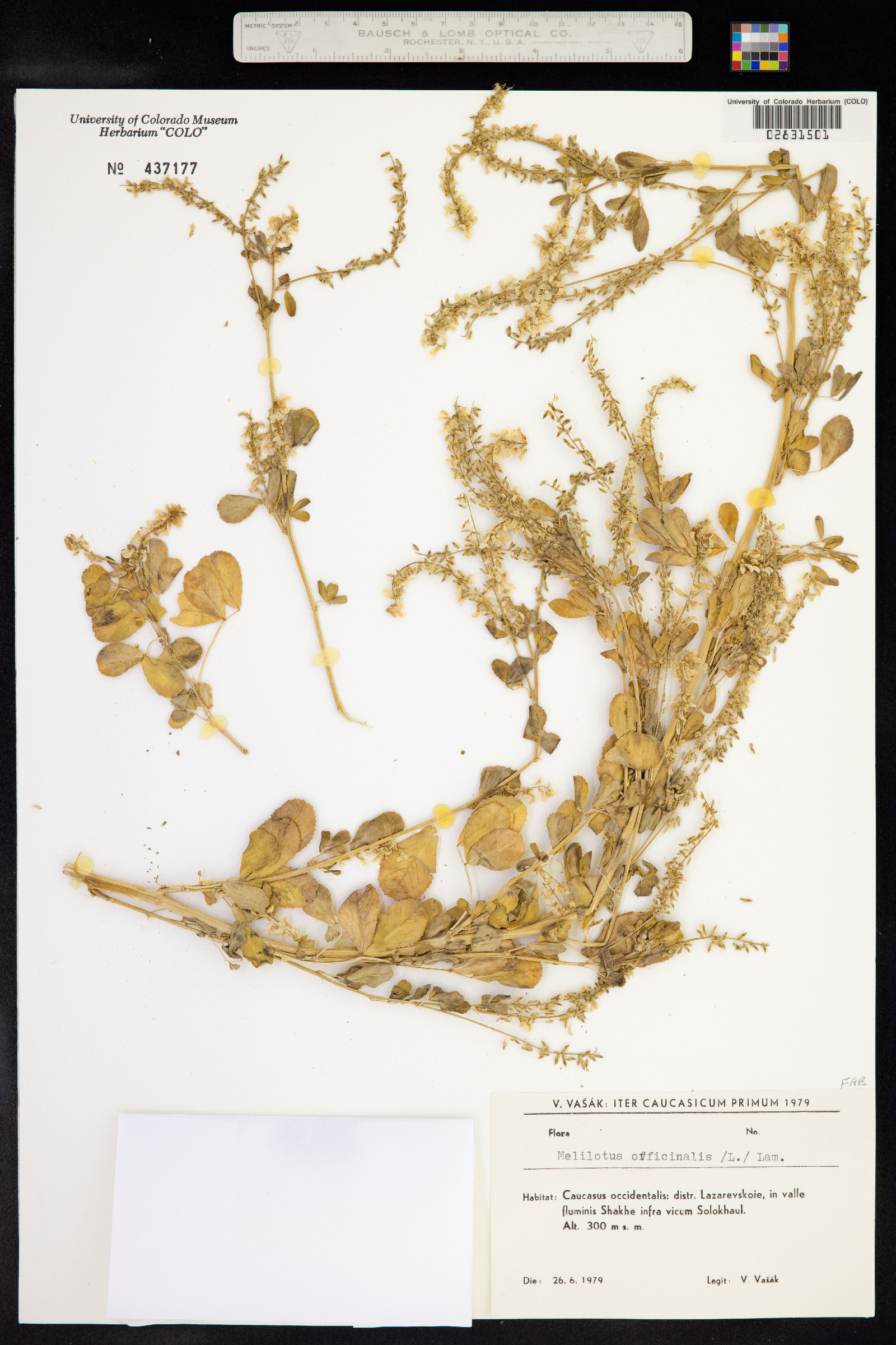 Melilotus officinalis image