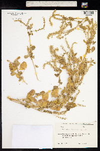 Melilotus officinalis image