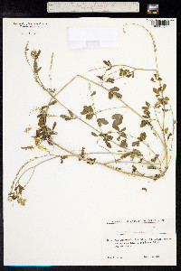 Melilotus officinalis image