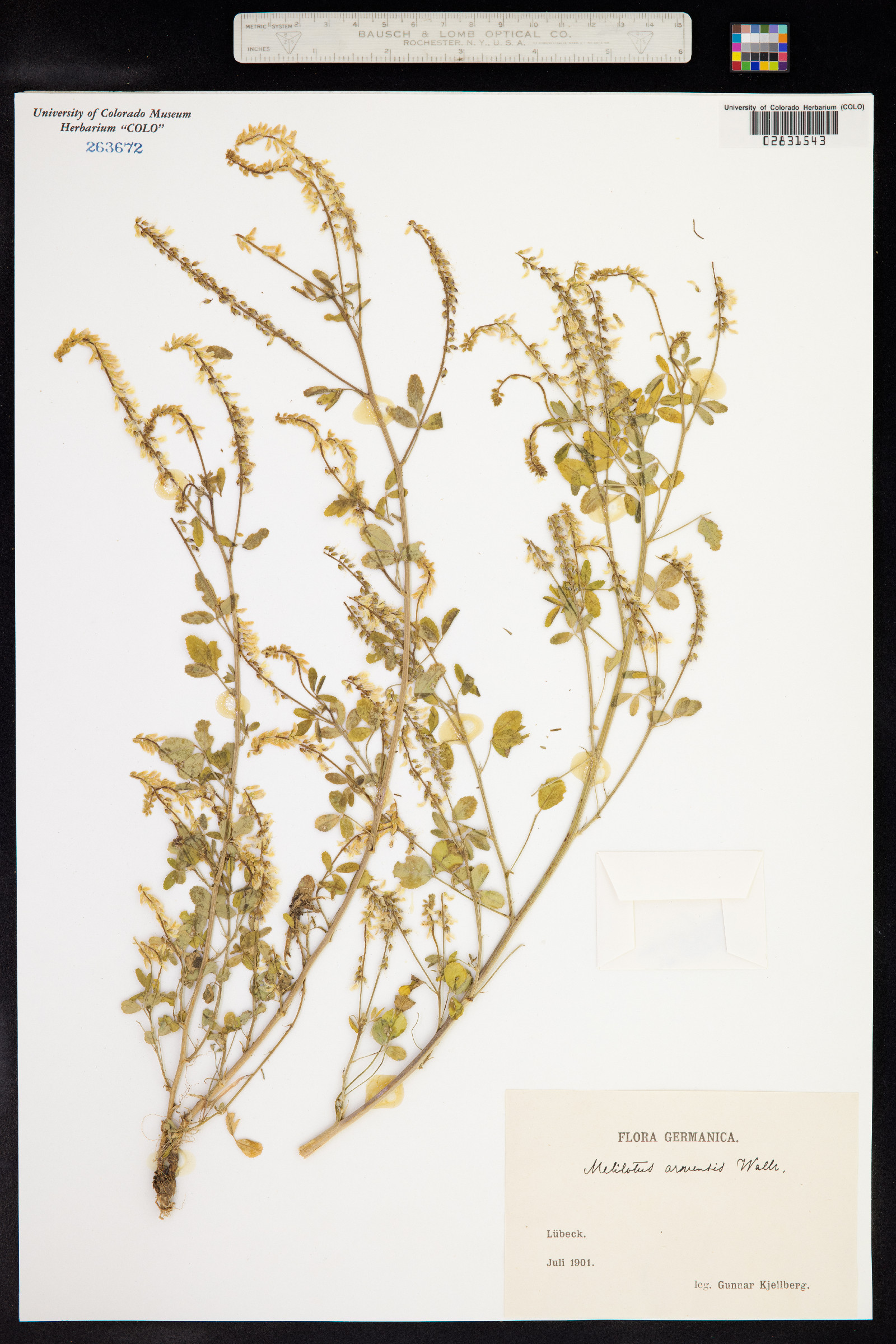 Melilotus officinalis image