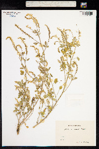 Melilotus officinalis image