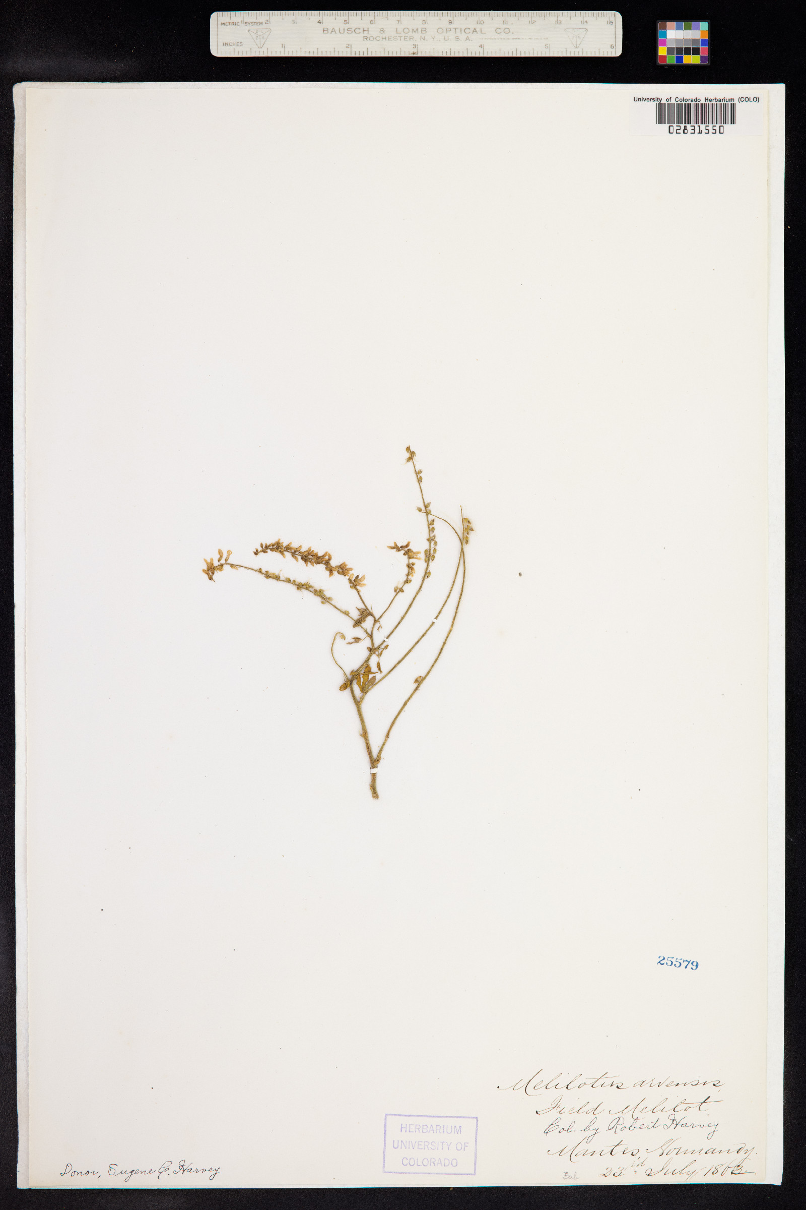 Melilotus officinalis image