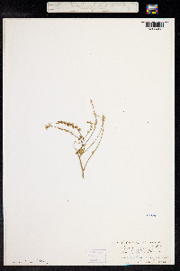 Melilotus officinalis image