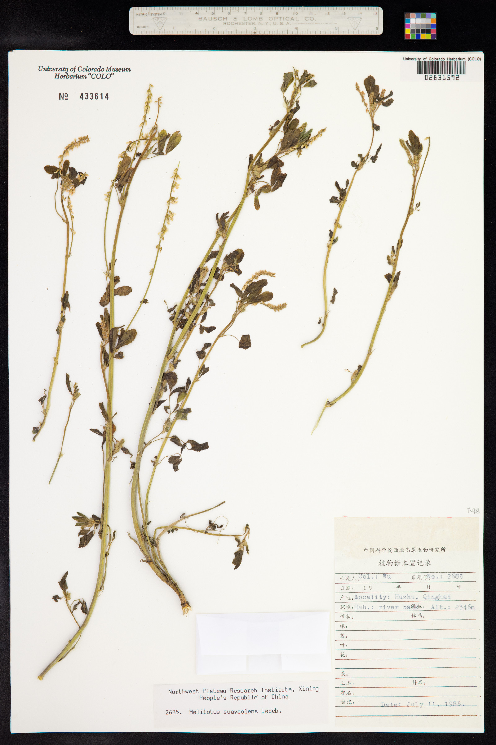 Melilotus suaveolens image