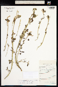 Image of Melilotus suaveolens