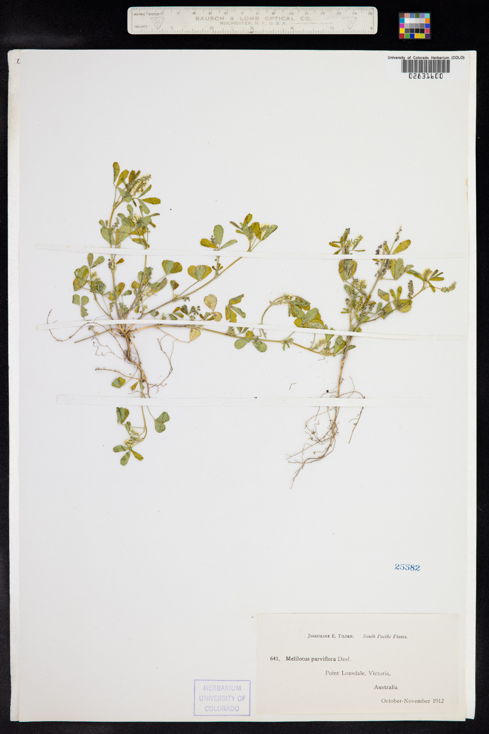 Melilotus parviflora image
