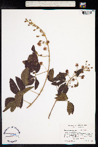 Mimosa albida image