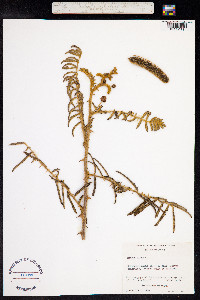 Mimosa pigra image