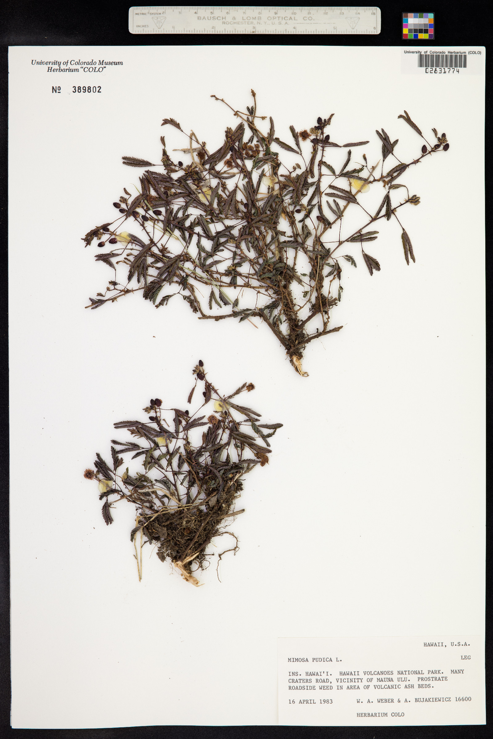 Mimosa pudica image