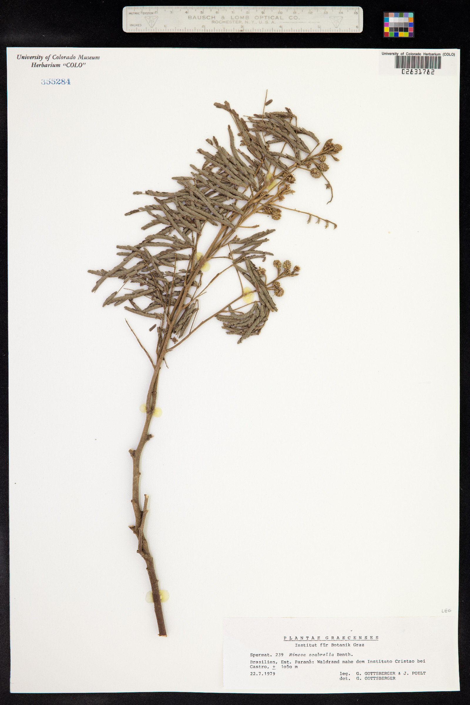Mimosa scabrella image