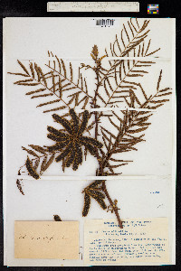 Mimosa asperata image