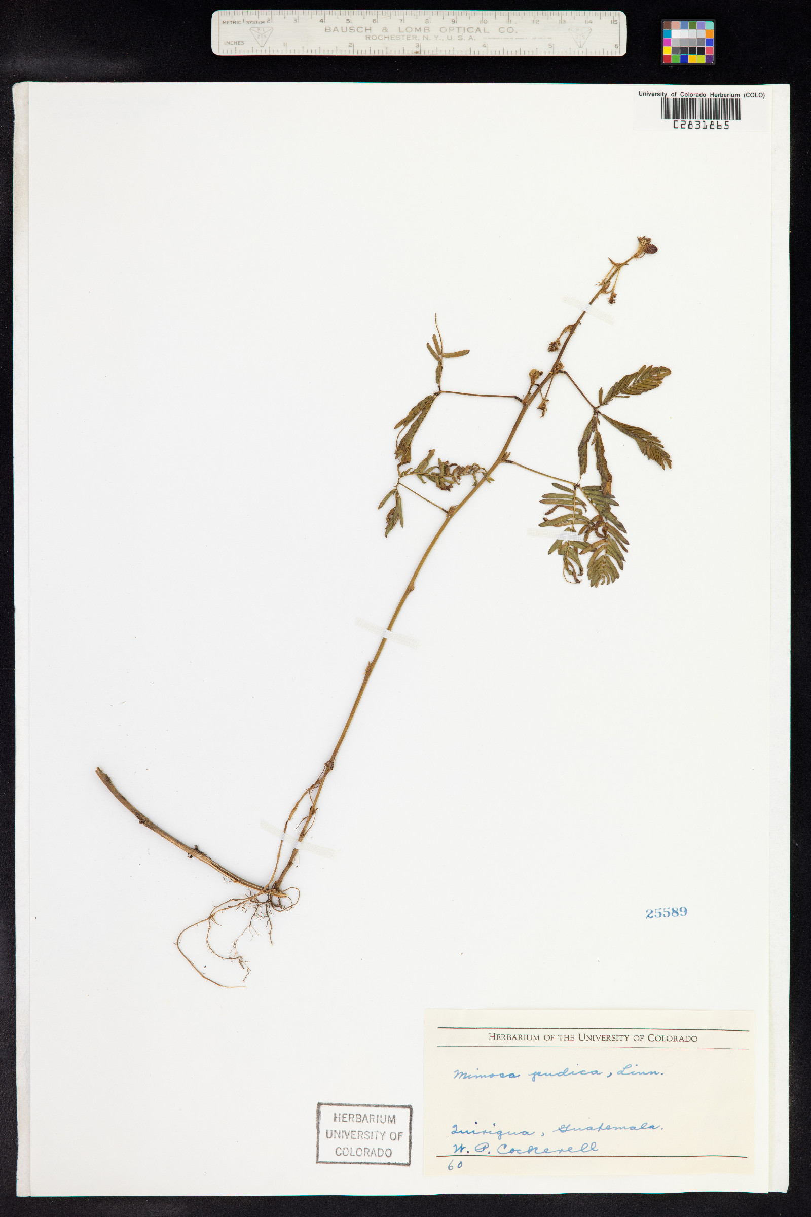 Mimosa pudica image