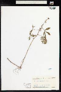 Mimosa pudica image