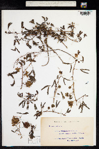 Mimosa pudica image