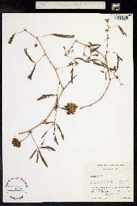 Mimosa pudica image