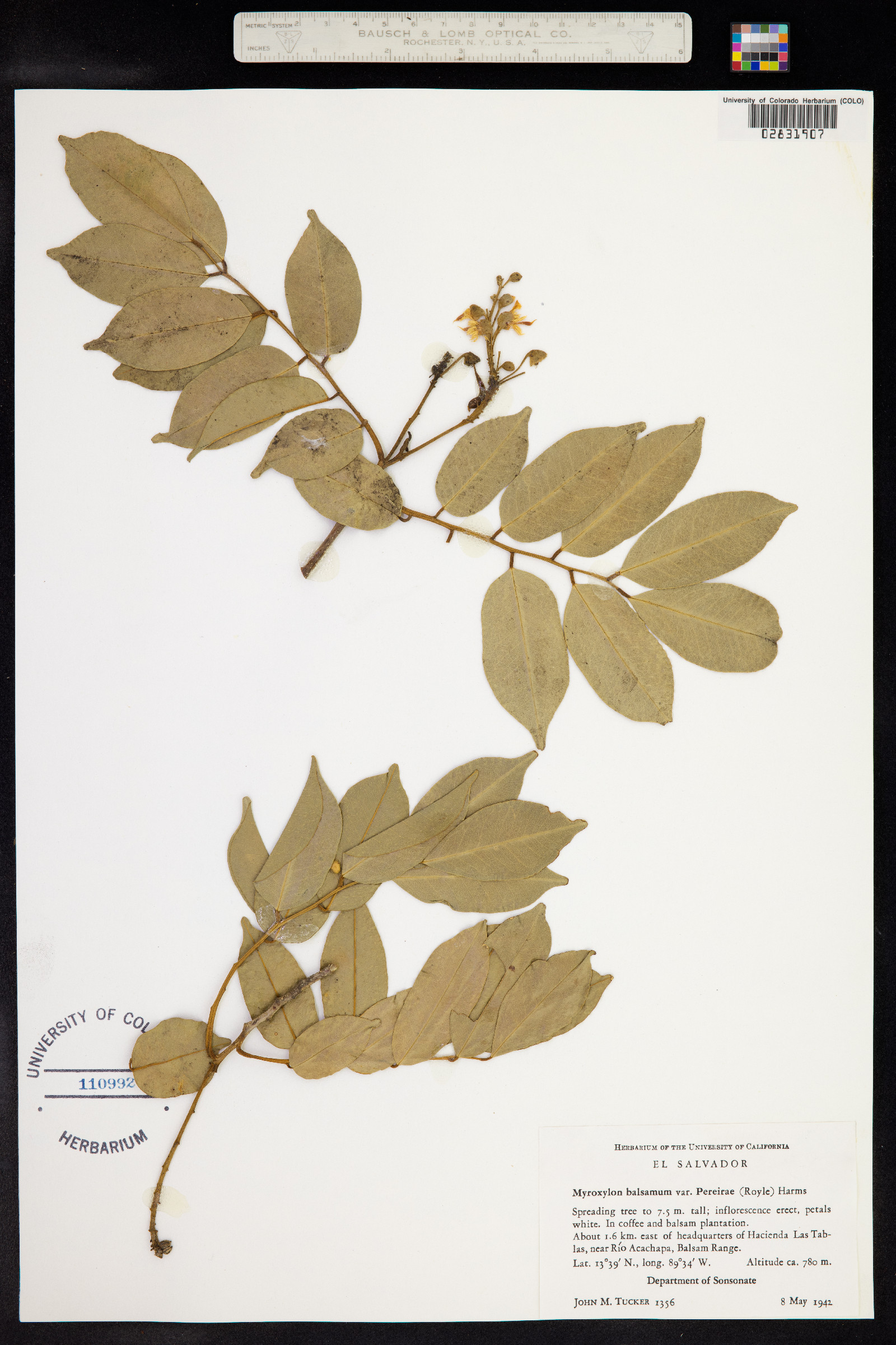 Myroxylon balsamum image