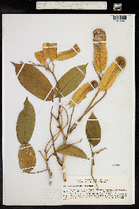 Myroxylon balsamum image